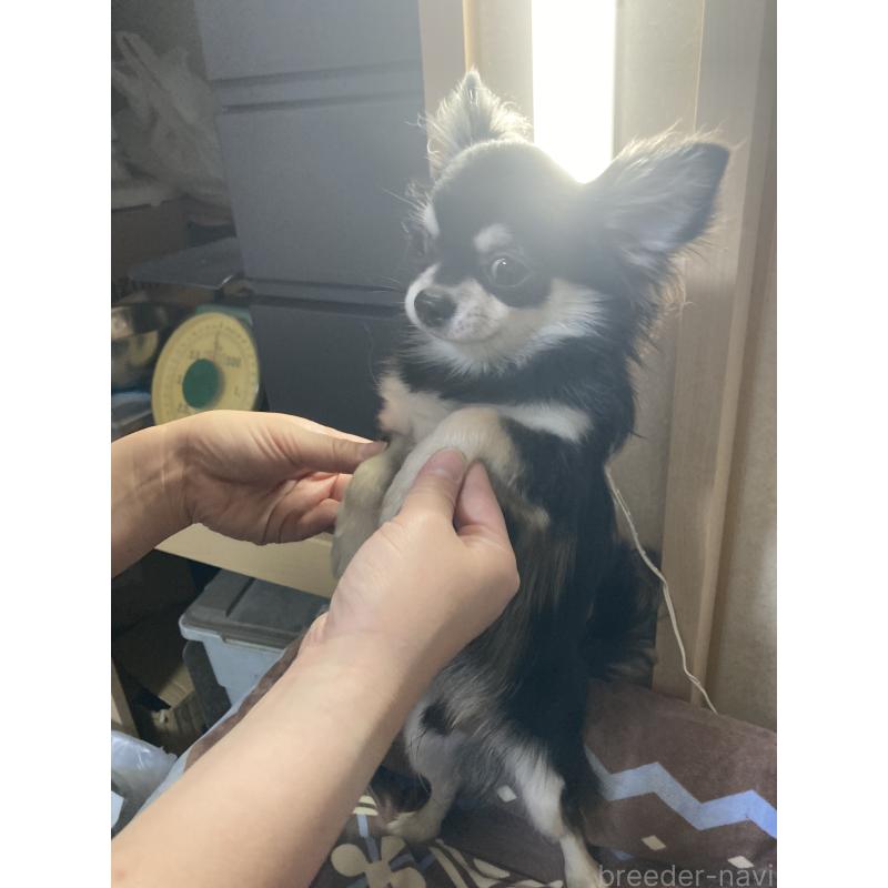 販売中の千葉県のチワワ(ロングコート)-408898の14枚目