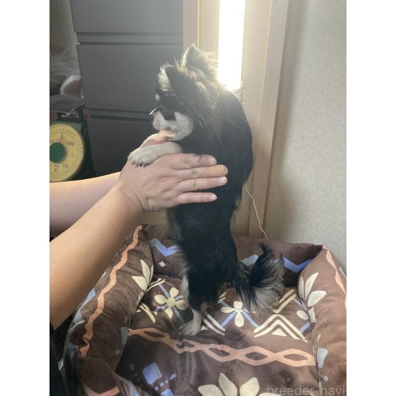 販売中の千葉県のチワワ(ロングコート)-408898の13枚目
