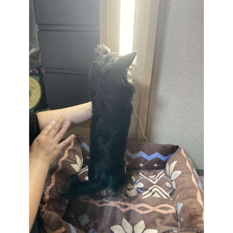 販売中の千葉県のチワワ(ロングコート)-408898の12枚目