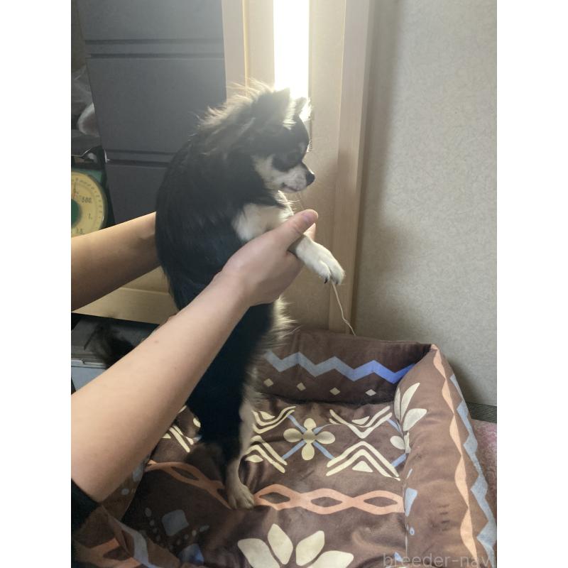 販売中の千葉県のチワワ(ロングコート)-408898の11枚目