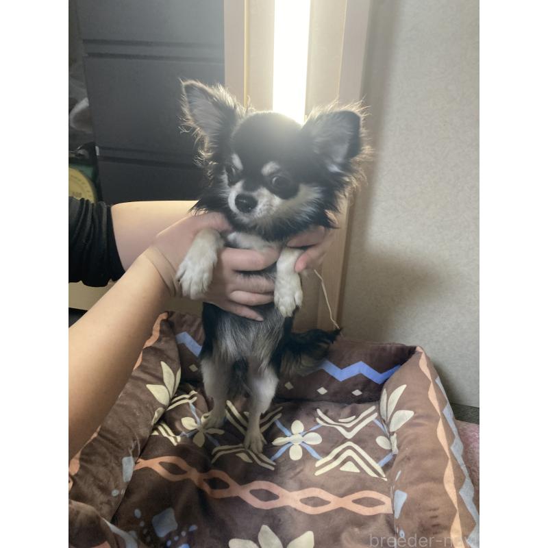 販売中の千葉県のチワワ(ロングコート)-408898の10枚目