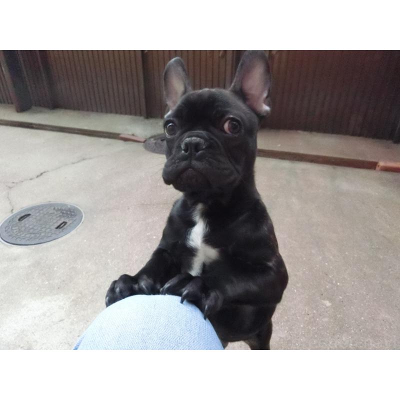 販売中の兵庫県のフレンチブルドッグ-421545の2枚目