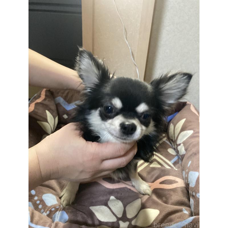 販売中の千葉県のチワワ(ロングコート)-408898の9枚目