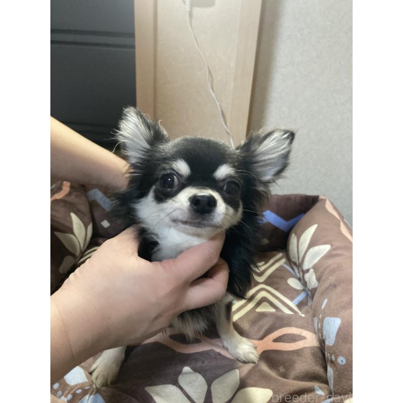 販売中の千葉県のチワワ(ロングコート)-408898の8枚目