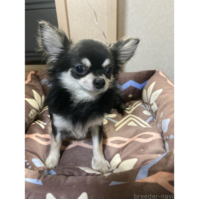 販売中の千葉県のチワワ(ロングコート)-408898の4枚目