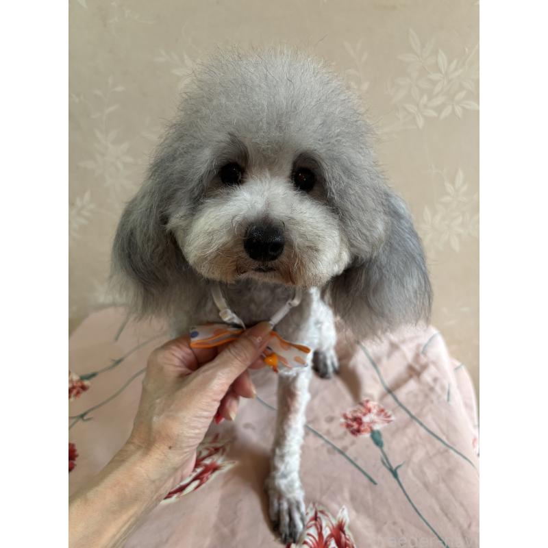 販売中の宮崎県のタイニープードル-436580の4枚目