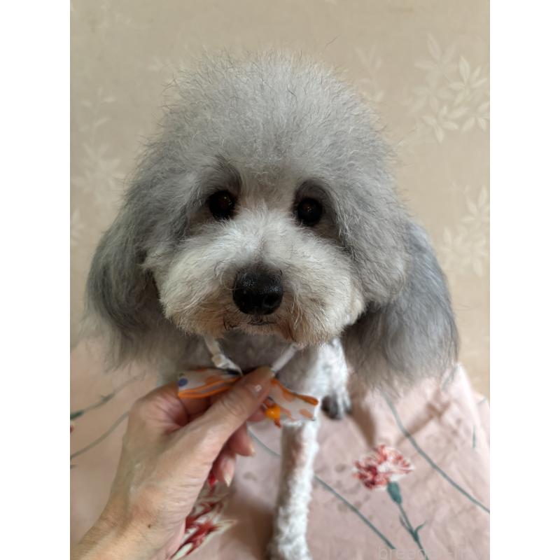 販売中の宮崎県のタイニープードル-436580の3枚目