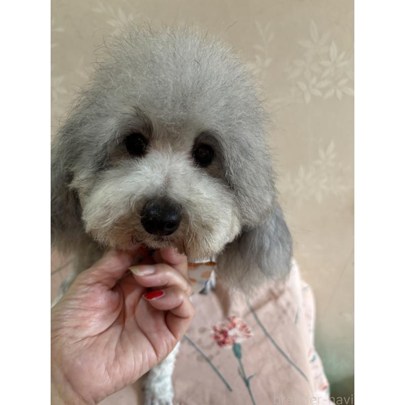 販売中の宮崎県のタイニープードル-436580の2枚目