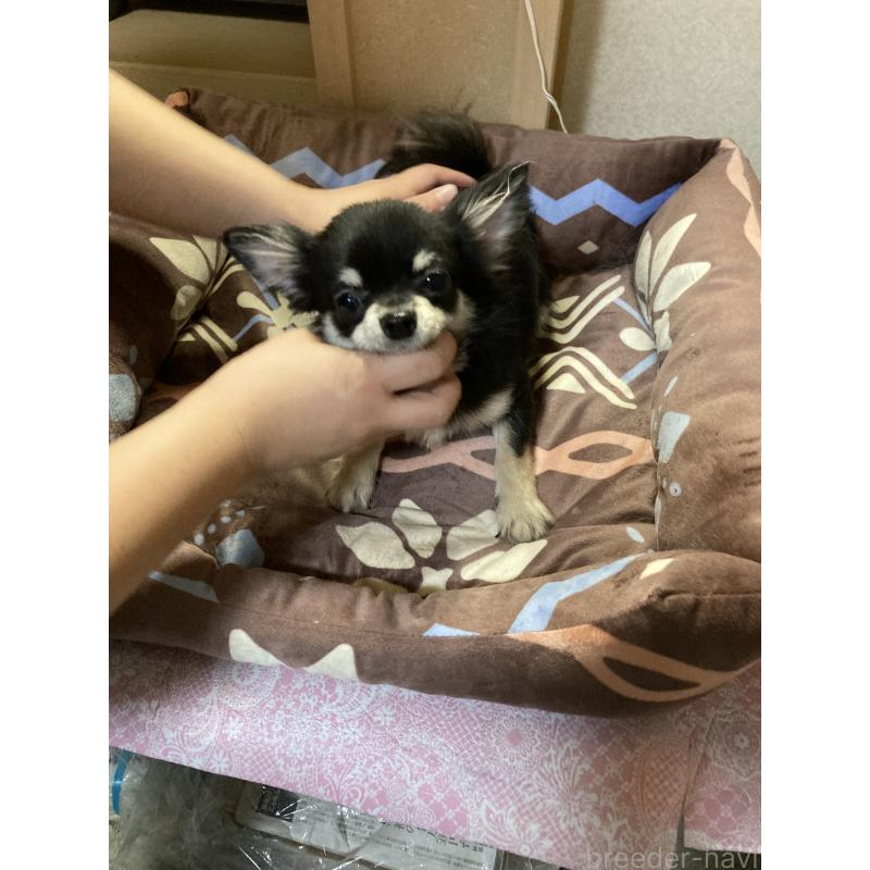 販売中の千葉県のチワワ(ロングコート)-408890の15枚目