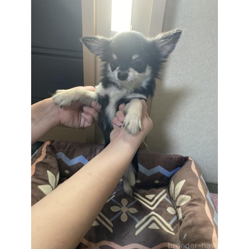 販売中の千葉県のチワワ(ロングコート)-408890の14枚目