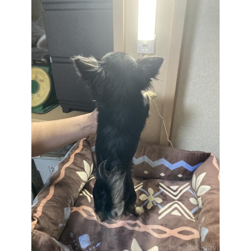 販売中の千葉県のチワワ(ロングコート)-408890の12枚目