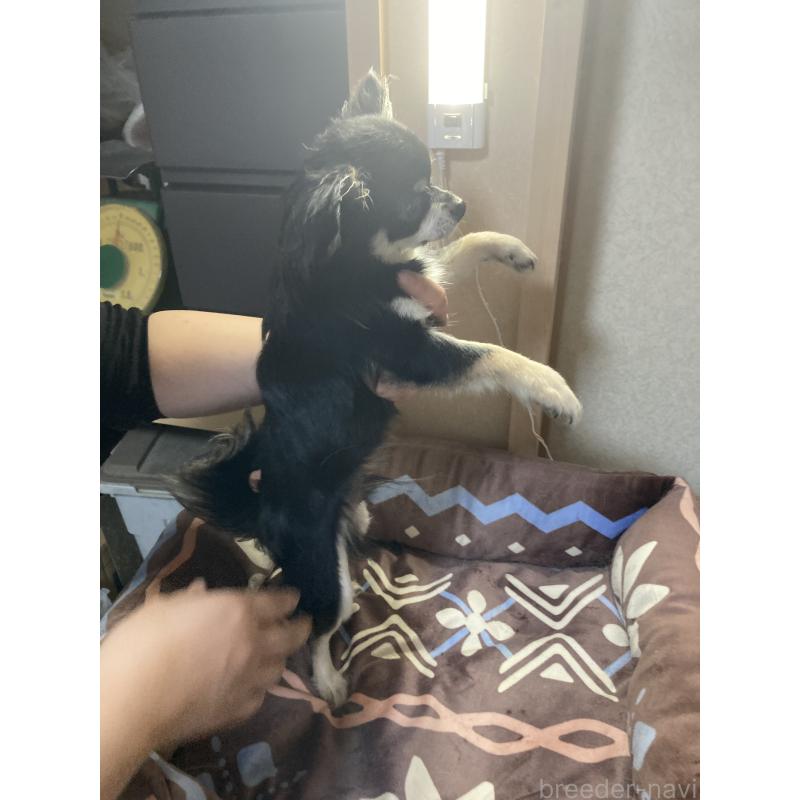 販売中の千葉県のチワワ(ロングコート)-408890の11枚目