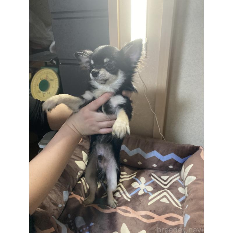 販売中の千葉県のチワワ(ロングコート)-408890の10枚目