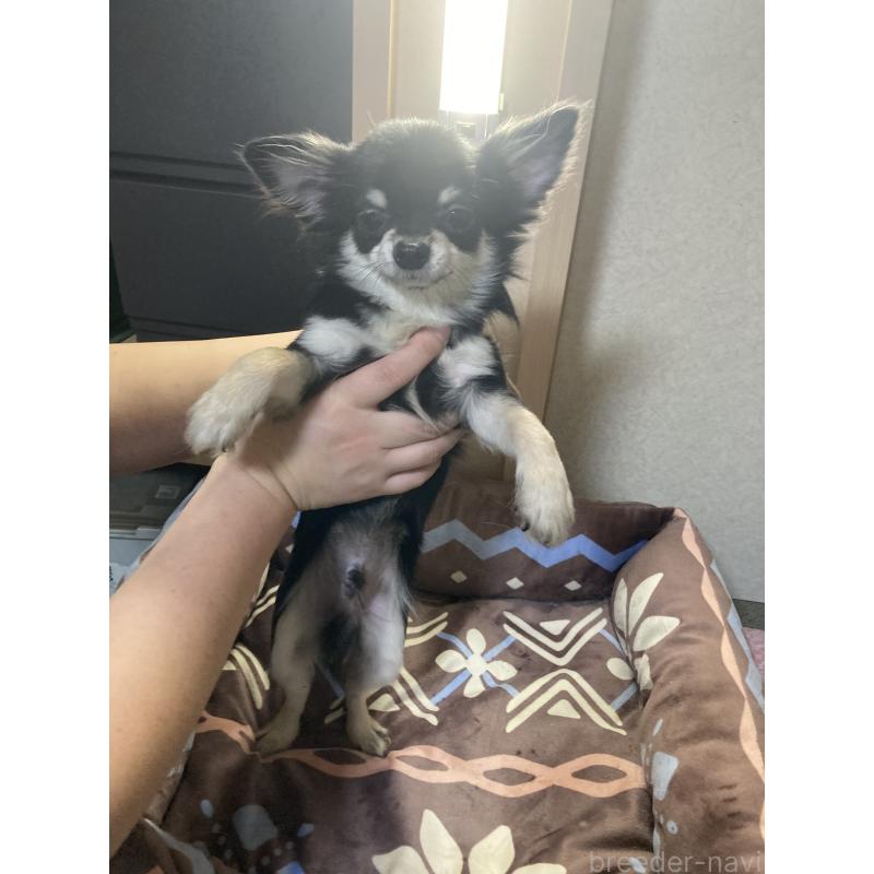 販売中の千葉県のチワワ(ロングコート)-408890の9枚目