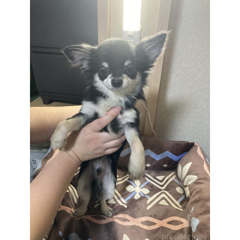 販売中の千葉県のチワワ(ロングコート)-408890の8枚目