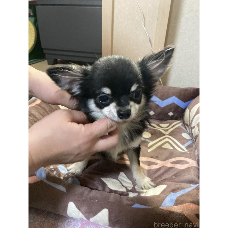 販売中の千葉県のチワワ(ロングコート)-408890の6枚目