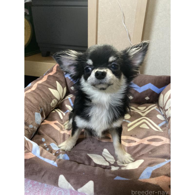 販売中の千葉県のチワワ(ロングコート)-408890の5枚目