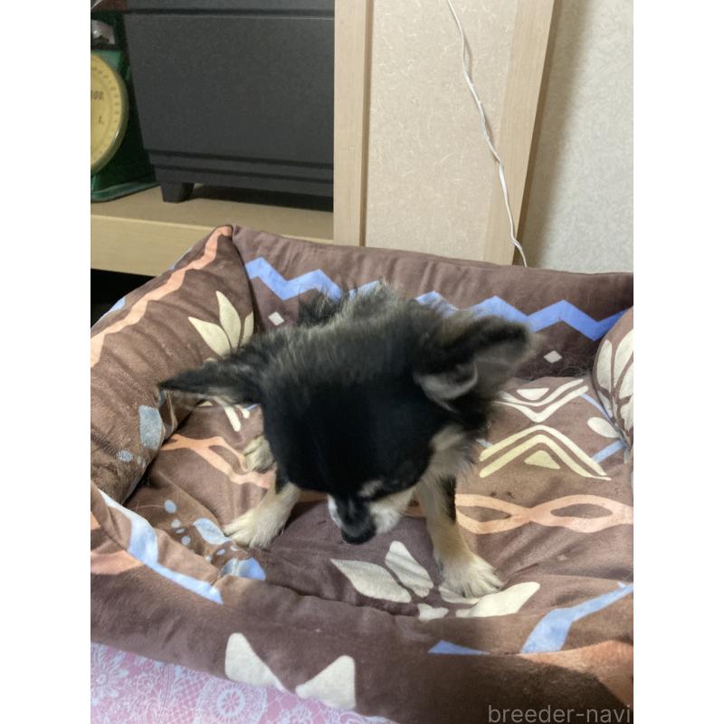 販売中の千葉県のチワワ(ロングコート)-408890の4枚目