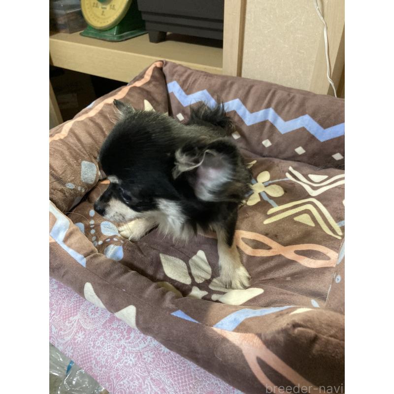 販売中の千葉県のチワワ(ロングコート)-408890の3枚目