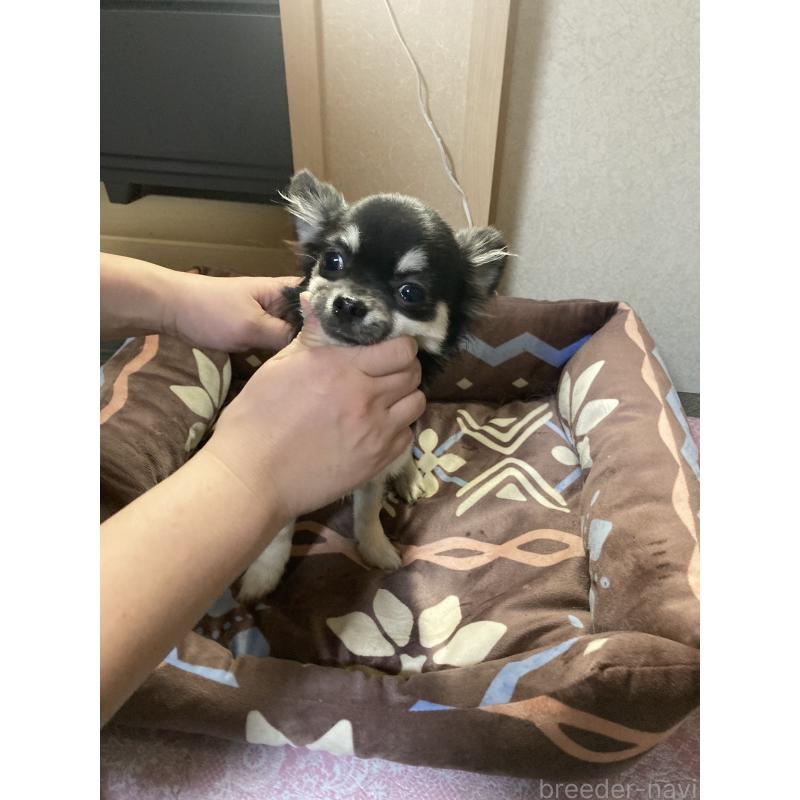 販売中の千葉県のチワワ(ロングコート)-427950の15枚目