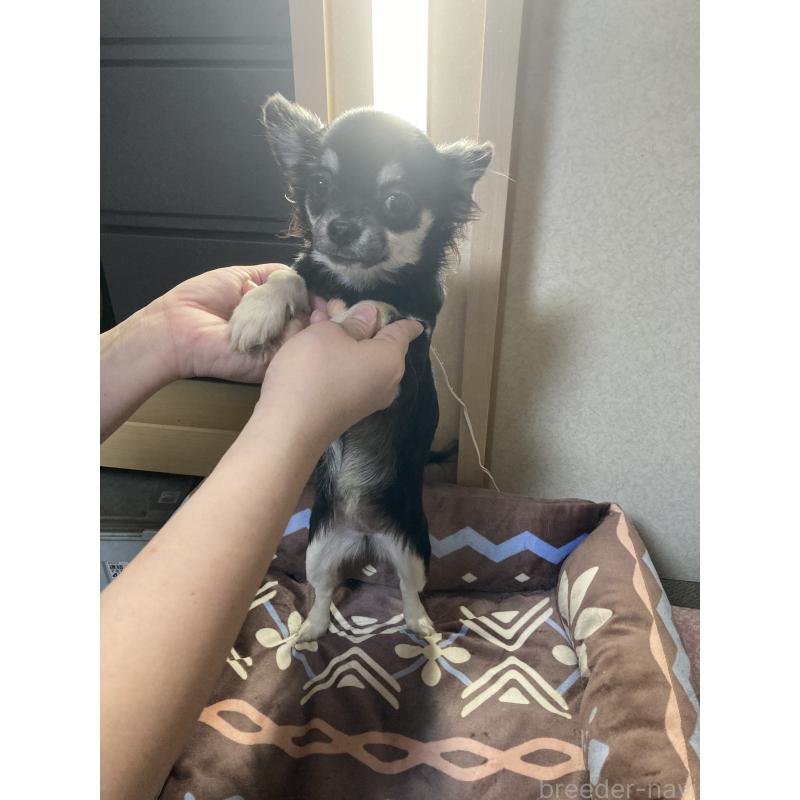 販売中の千葉県のチワワ(ロングコート)-427950の14枚目