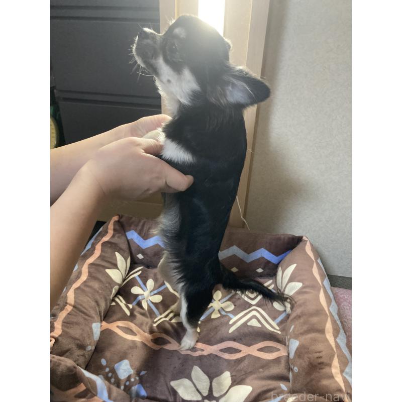 販売中の千葉県のチワワ(ロングコート)-427950の13枚目