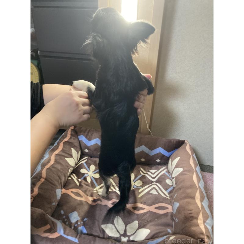 販売中の千葉県のチワワ(ロングコート)-427950の12枚目