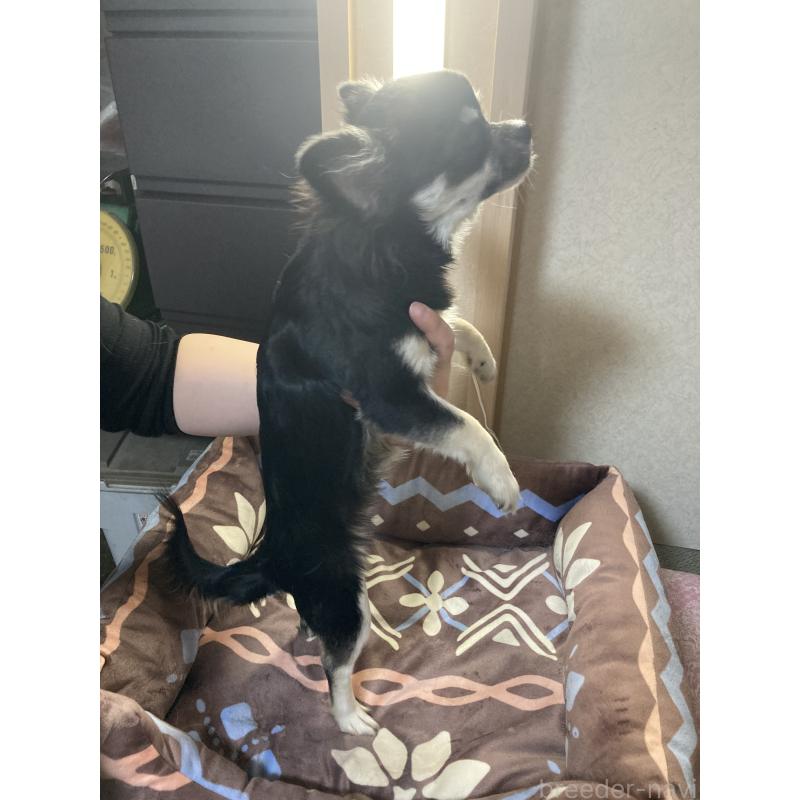 販売中の千葉県のチワワ(ロングコート)-427950の11枚目