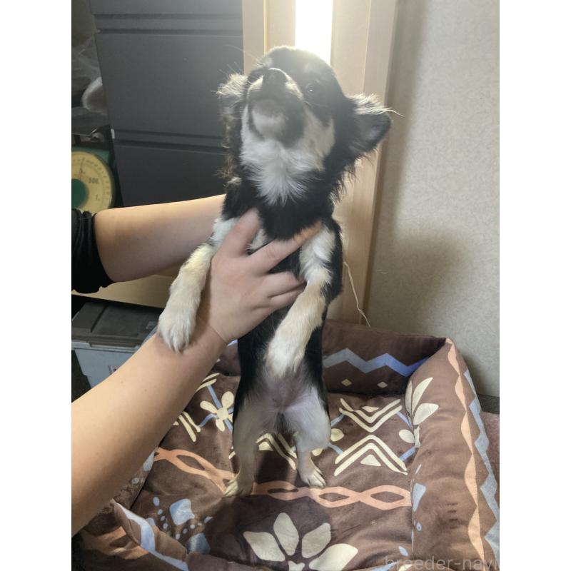 販売中の千葉県のチワワ(ロングコート)-427950の10枚目