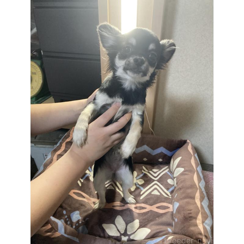 販売中の千葉県のチワワ(ロングコート)-427950の9枚目