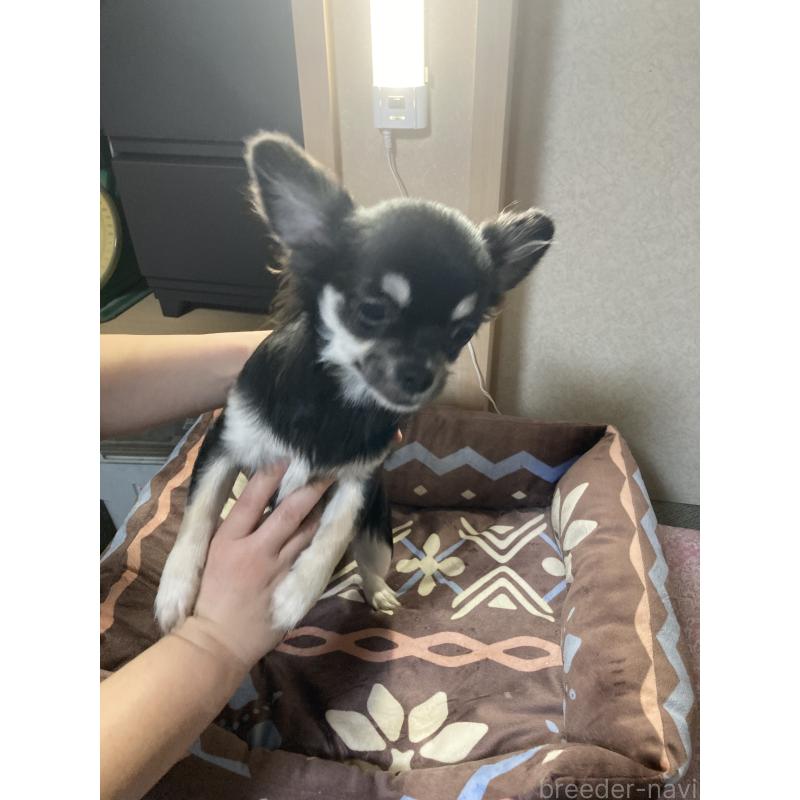 販売中の千葉県のチワワ(ロングコート)-427950の8枚目