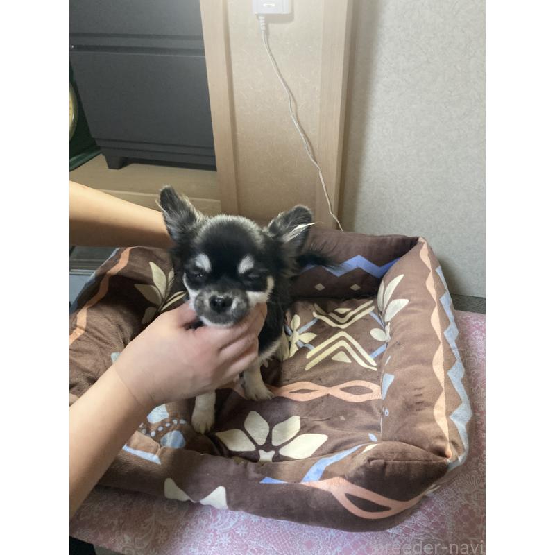 販売中の千葉県のチワワ(ロングコート)-427950の7枚目