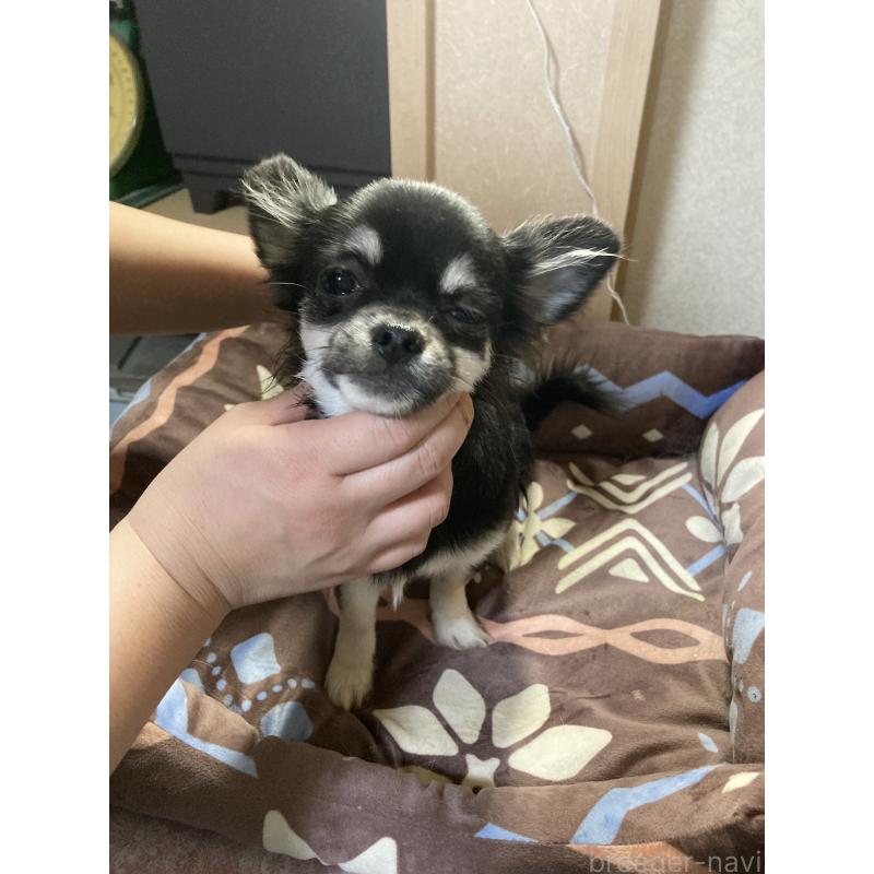 販売中の千葉県のチワワ(ロングコート)-427950の6枚目