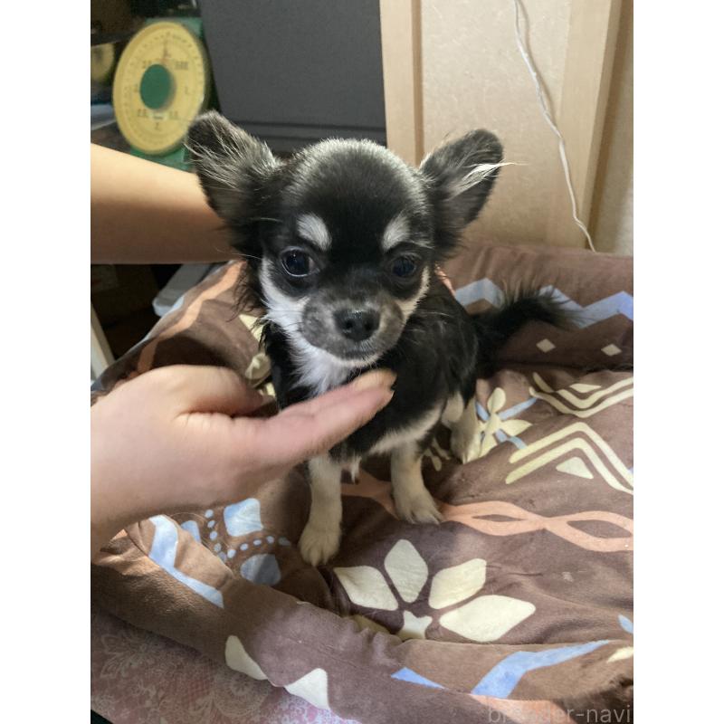 販売中の千葉県のチワワ(ロングコート)-427950の5枚目