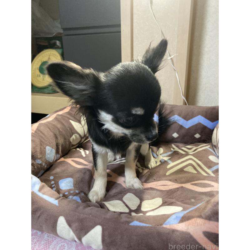 販売中の千葉県のチワワ(ロングコート)-427950の4枚目