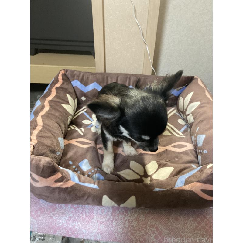 販売中の千葉県のチワワ(ロングコート)-427950の3枚目