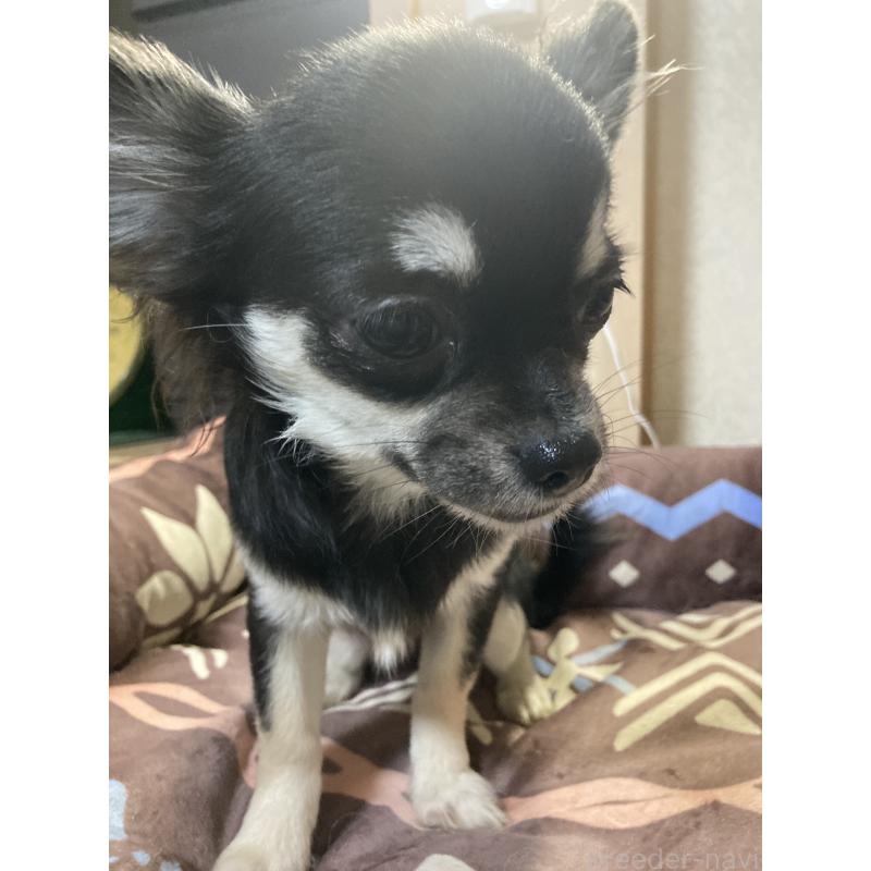 販売中の千葉県のチワワ(ロングコート)-427950の2枚目