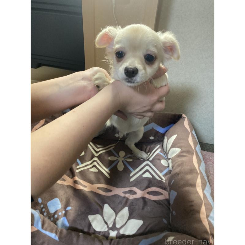 販売中の千葉県のチワワ(ロングコート)-415429の15枚目