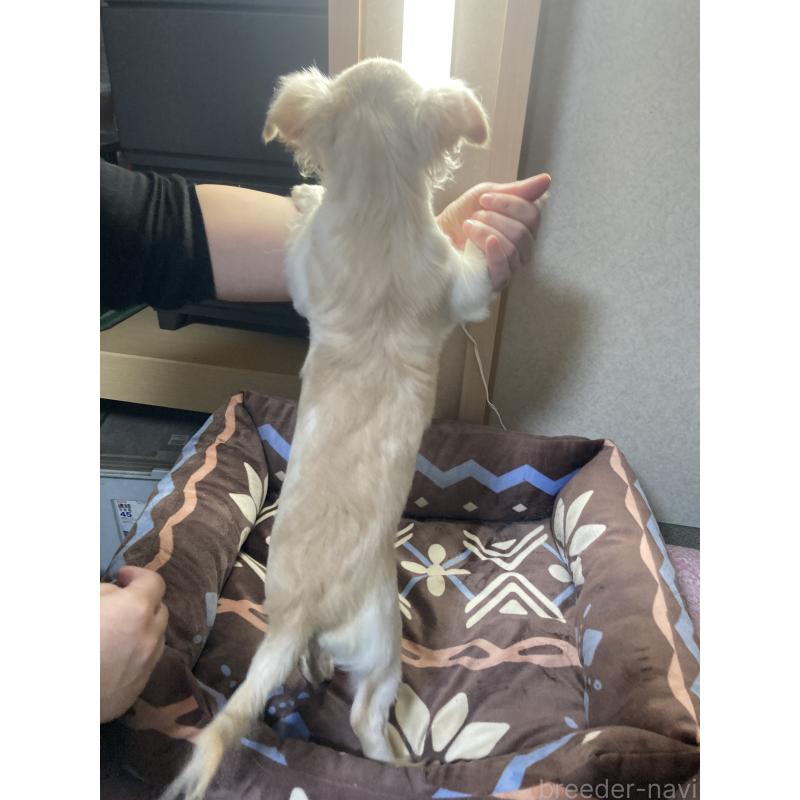 販売中の千葉県のチワワ(ロングコート)-415429の14枚目