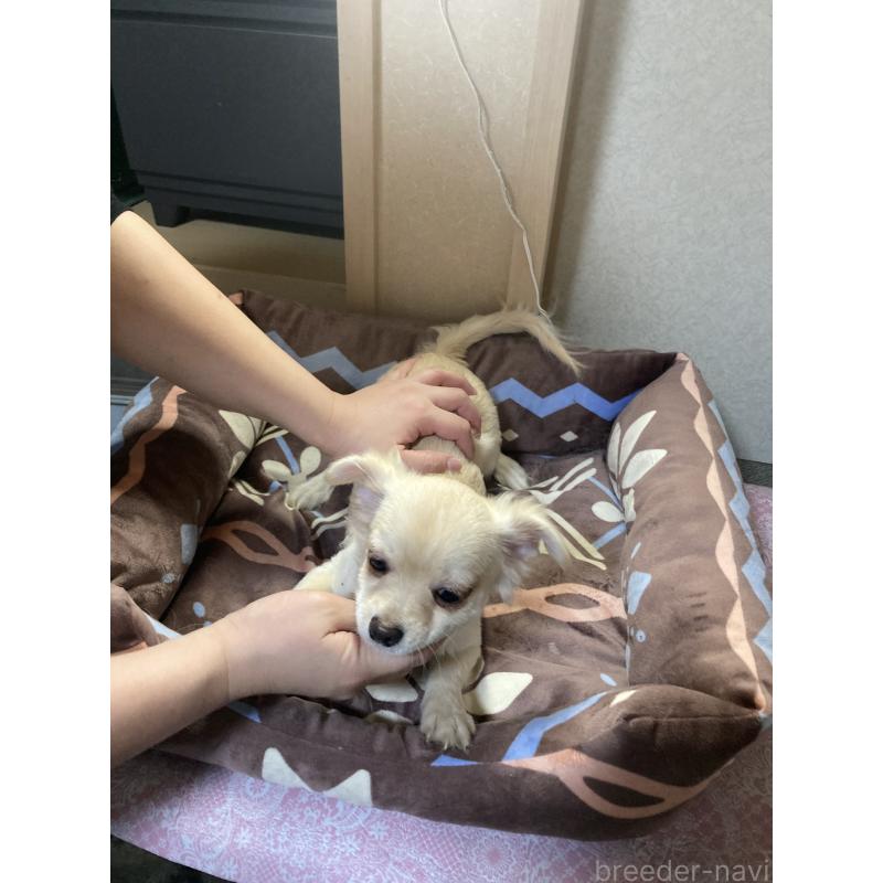 販売中の千葉県のチワワ(ロングコート)-415429の13枚目