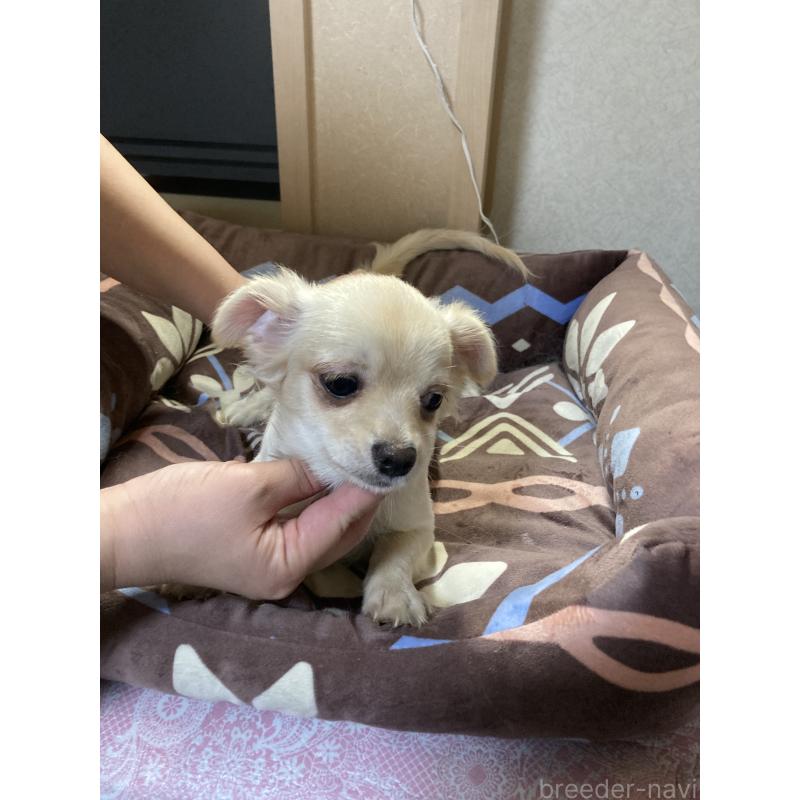 販売中の千葉県のチワワ(ロングコート)-415429の12枚目