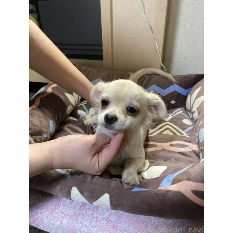 販売中の千葉県のチワワ(ロングコート)-415429の11枚目