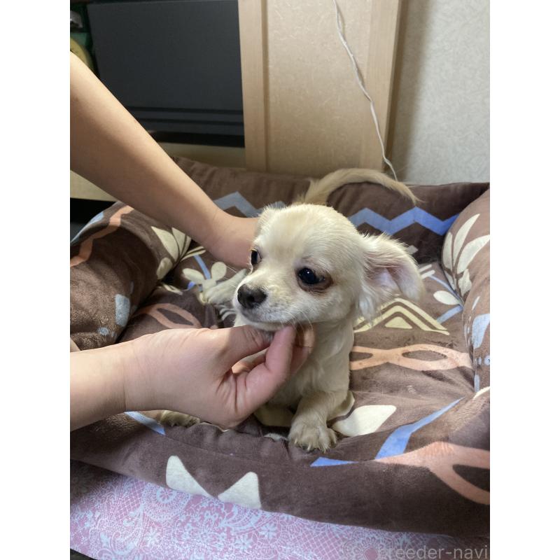 販売中の千葉県のチワワ(ロングコート)-415429の10枚目