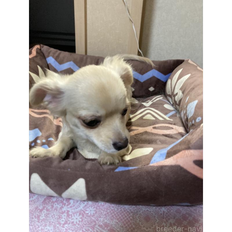 販売中の千葉県のチワワ(ロングコート)-415429の9枚目