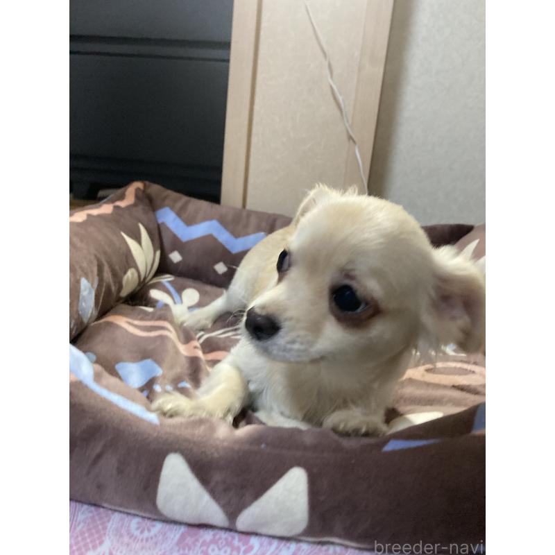 販売中の千葉県のチワワ(ロングコート)-415429の7枚目