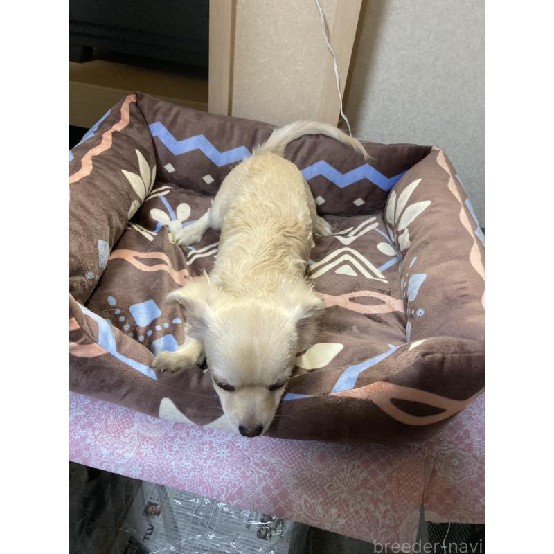 販売中の千葉県のチワワ(ロングコート)-415429の6枚目