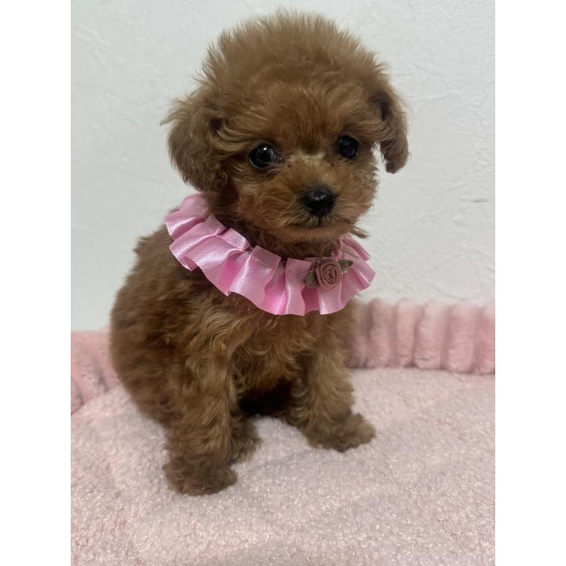 販売中の埼玉県のティーカッププードル-436465の4枚目