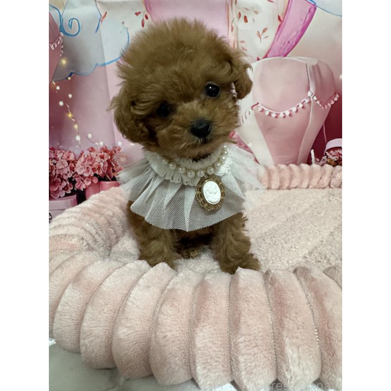 販売中の埼玉県のティーカッププードル-436465の1枚目