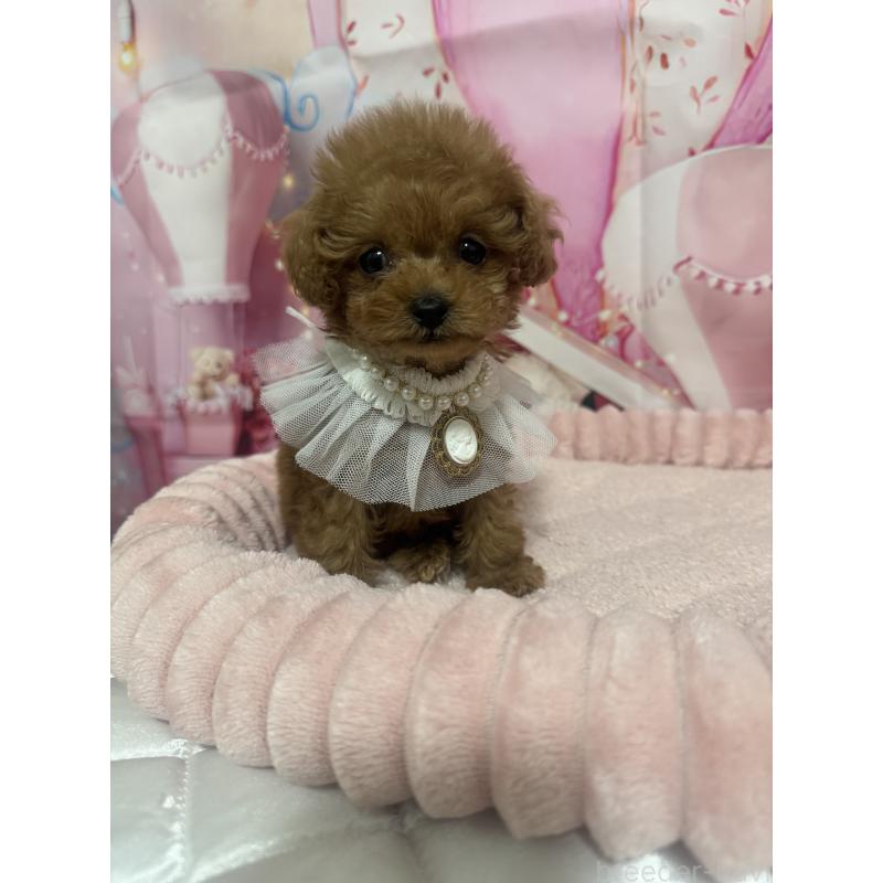 販売中の埼玉県のティーカッププードル-436465の3枚目