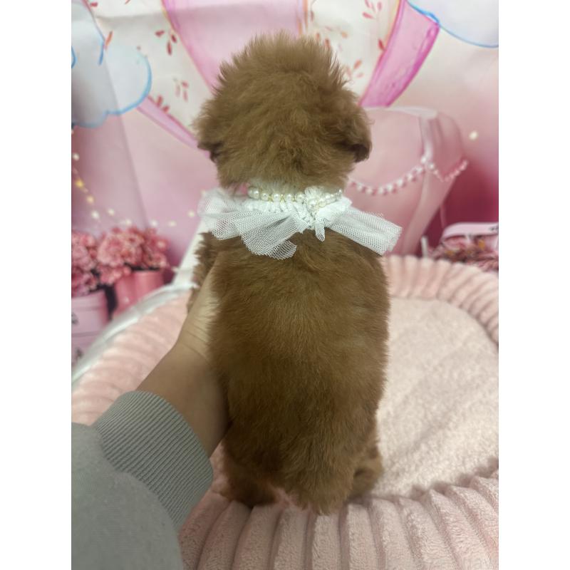 販売中の埼玉県のティーカッププードル-436465の2枚目